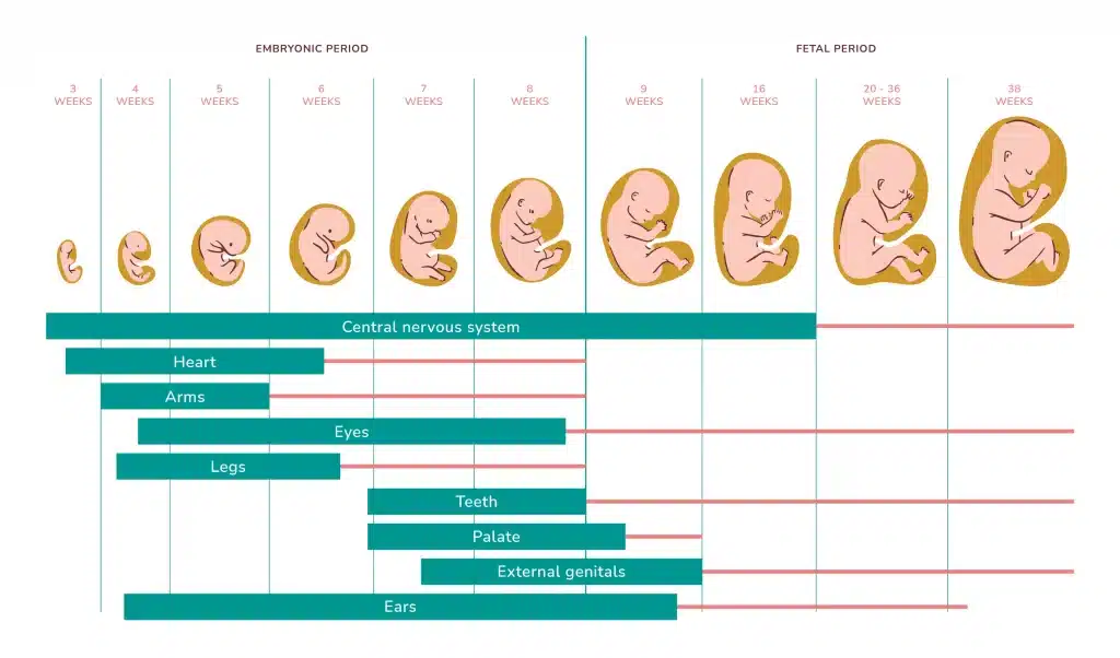 Embryo Development Timeline