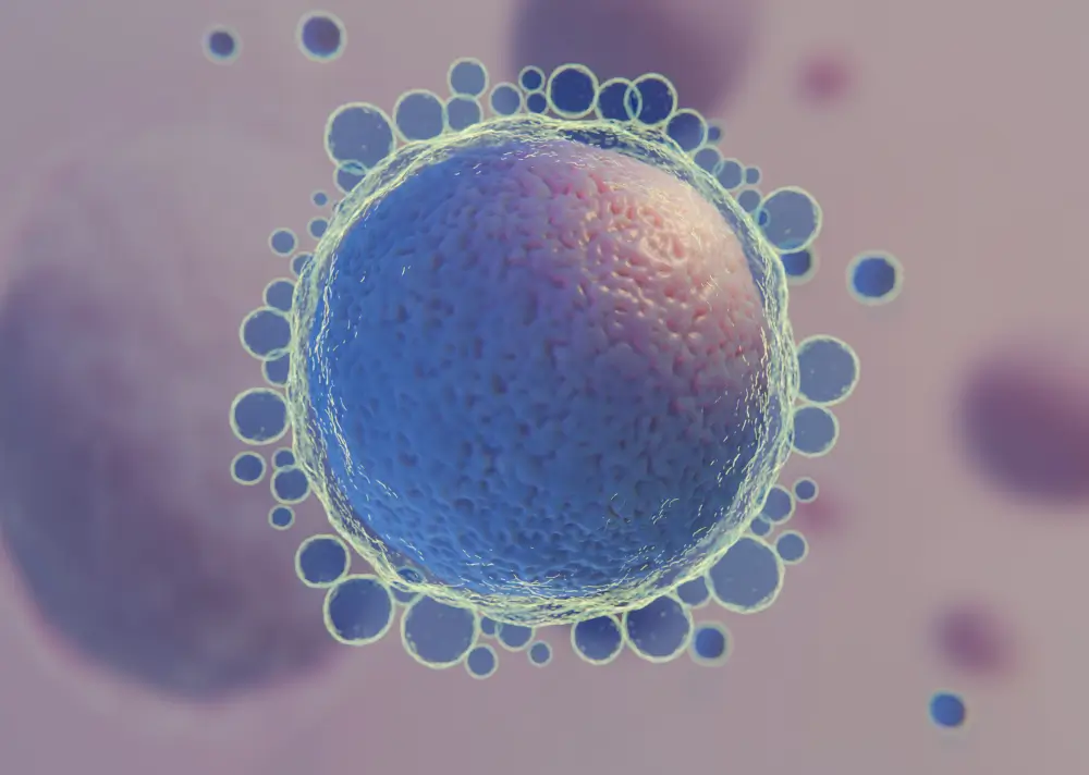 Frozen Blastocyst Transfer