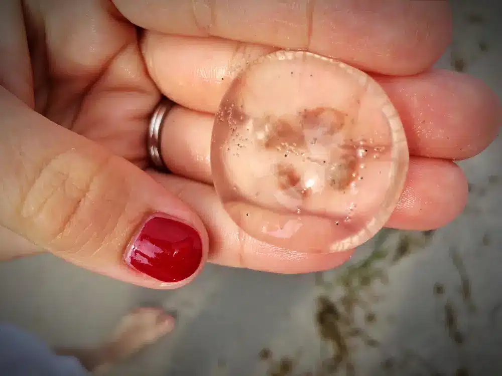 Myths About Blastocysts