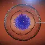 Blastocysts Explained