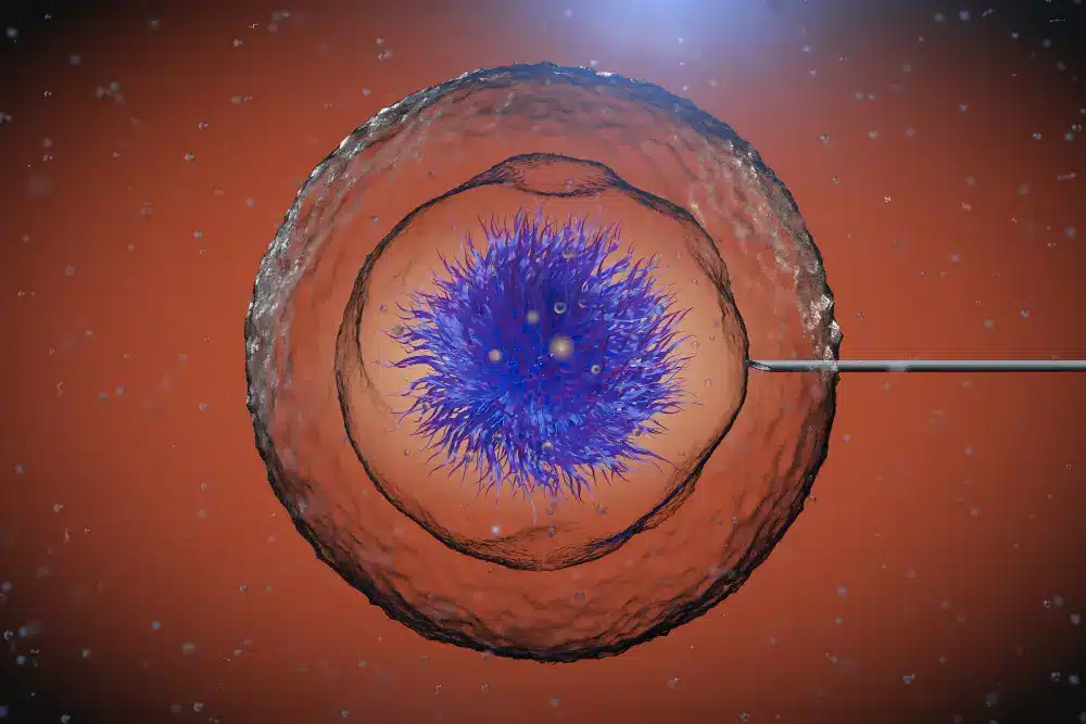 Blastocysts Explained
