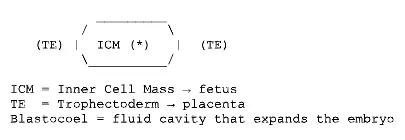 Blastocyst Structure