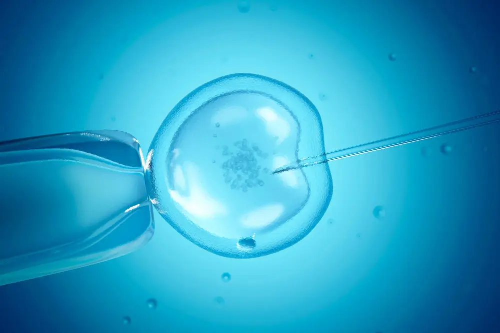 Blastocyst Transfer