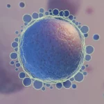 Hatching Blastocysts