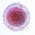 Why Some Families Choose Guaranteed Blastocysts