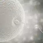 How Many Frozen Eggs Are Needed for One Live Birth