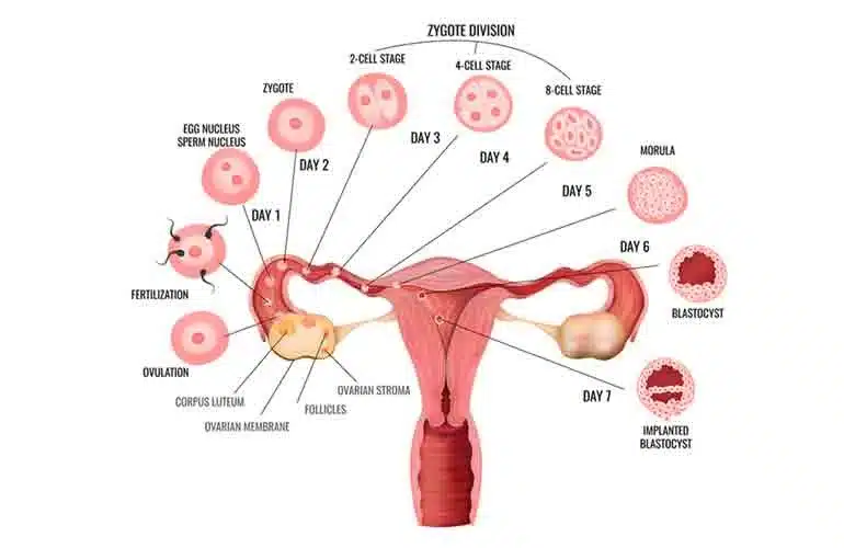 iagram showing monthly follicle recruitment and natural atresia